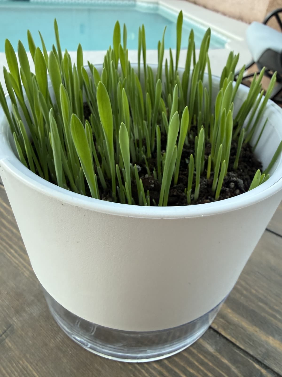 CatGrass Club self-watering kit with fresh grown cat grass and the clear water base
