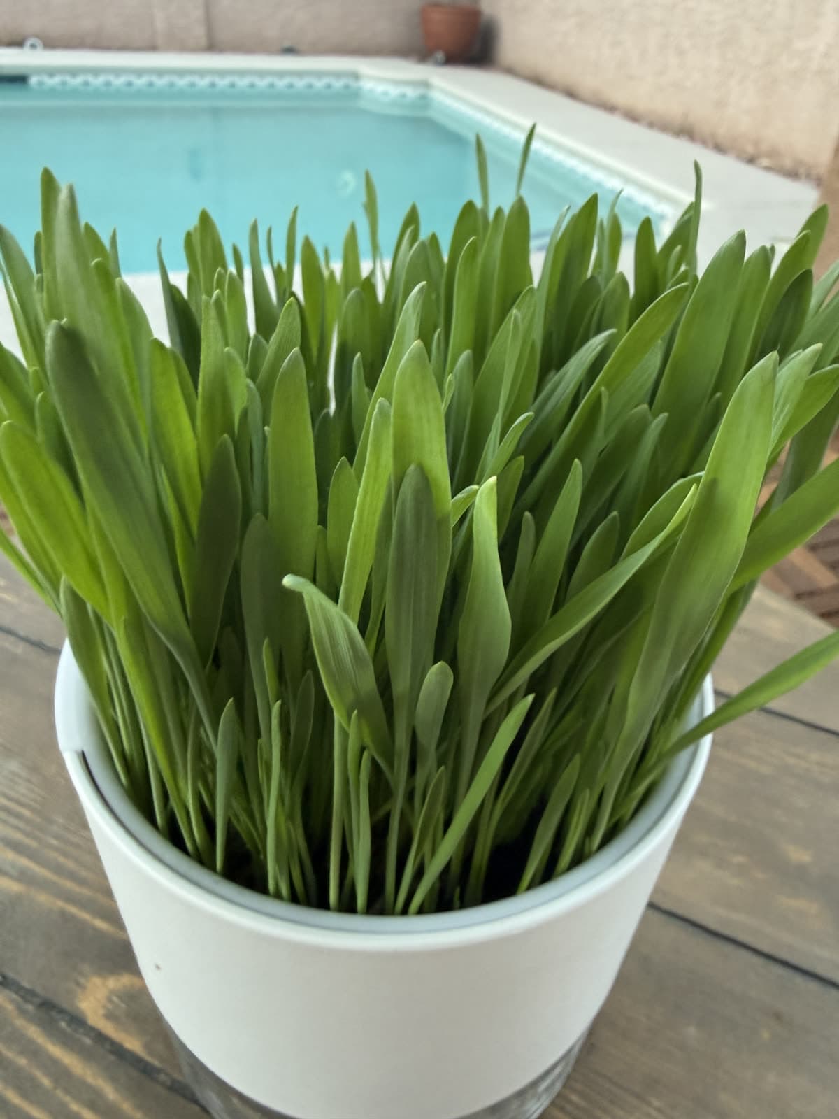 Close-up of lush living cat grass grown in the CatGrass Club kit