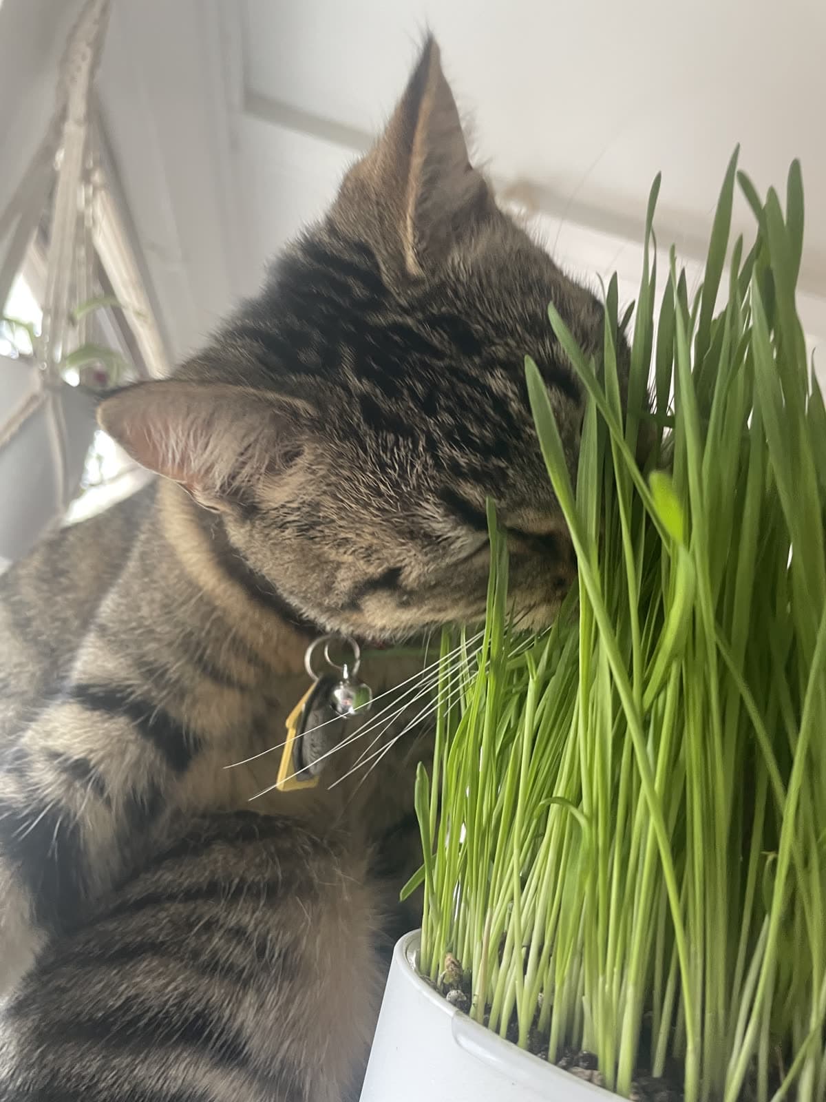 Cat sniffing fresh cat grass growing in the CatGrass Club self-watering pot