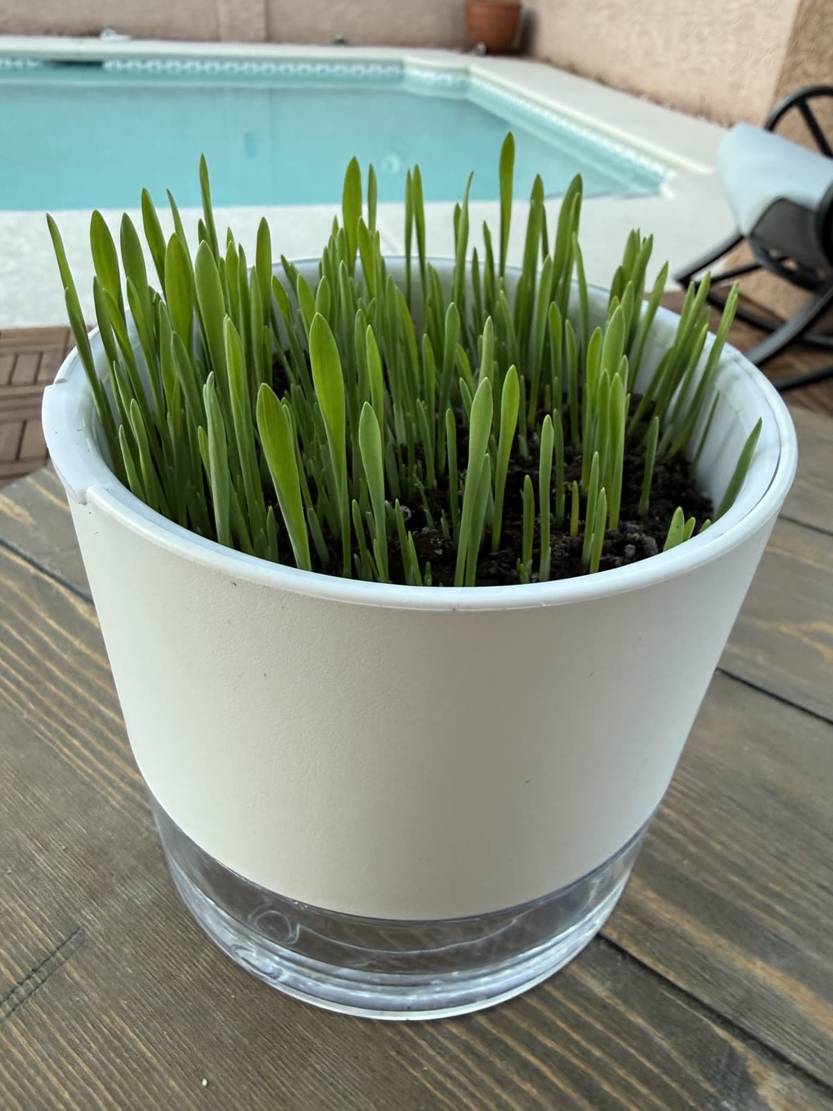 CatGrass Club self-watering pot with fresh green cat grass on a patio table