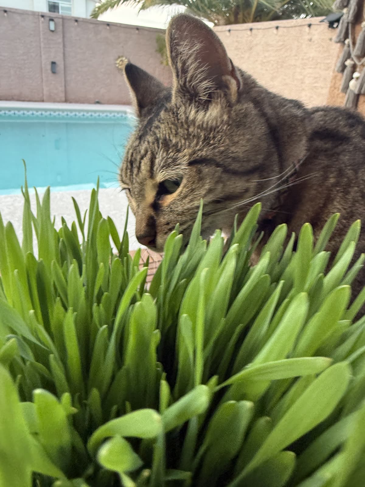 Cat grazing fresh living grass from the CatGrass Club kit